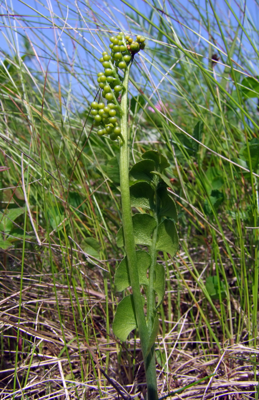 Изображение особи Botrychium lunaria.