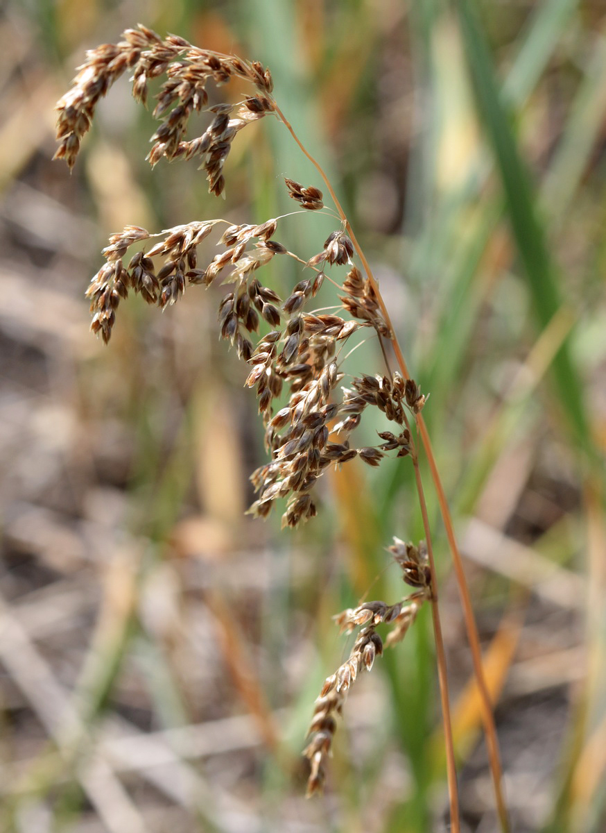 Image of Hierochloe repens specimen.