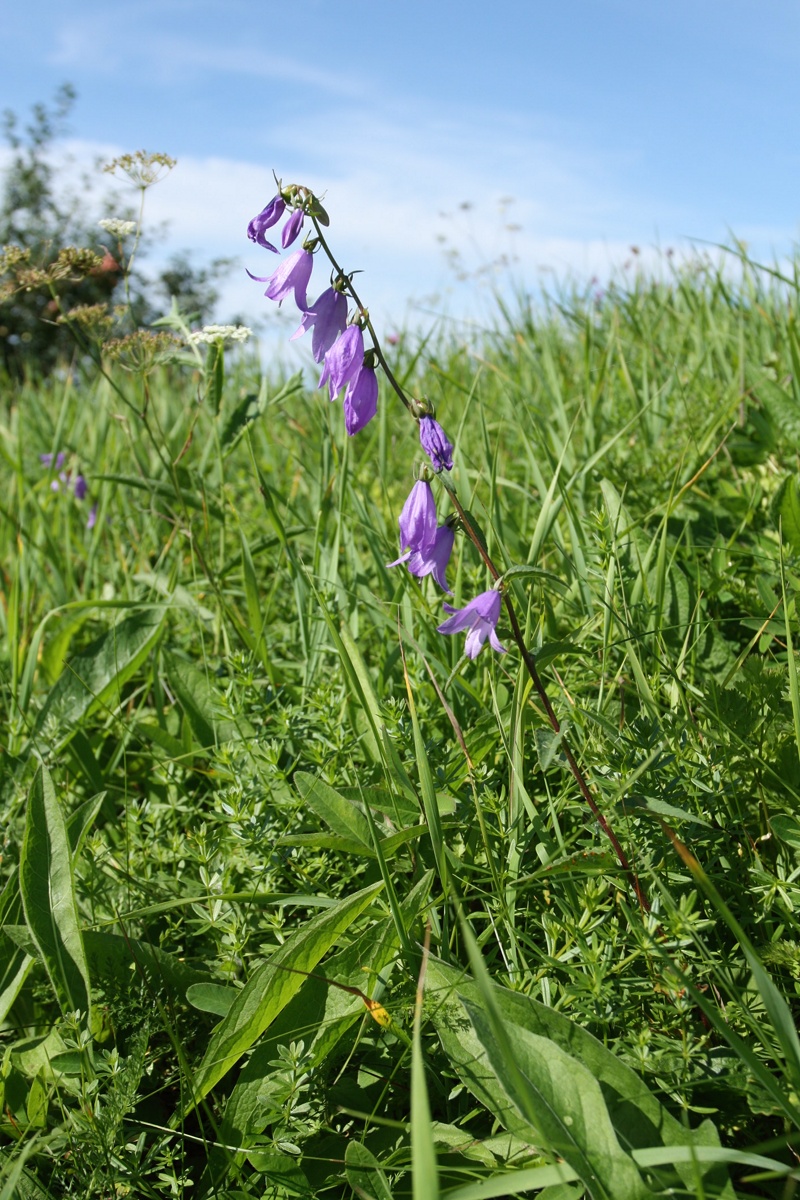 Image of Campanula rapunculoides specimen.