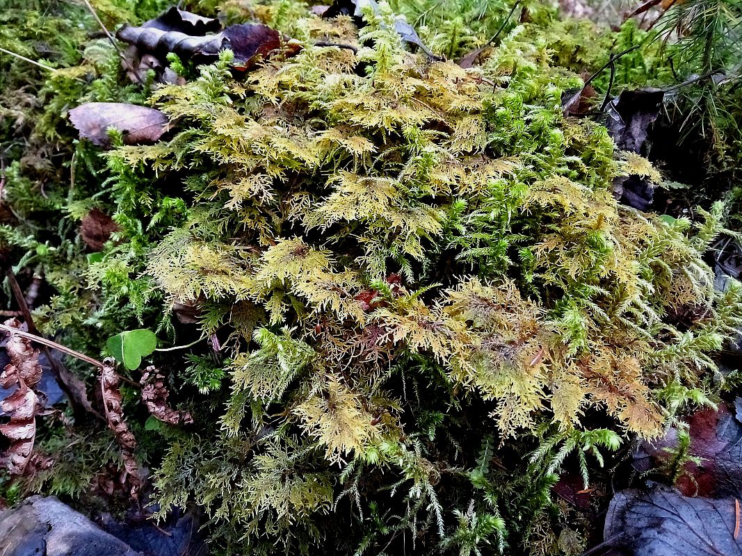 Изображение особи Hylocomium splendens.