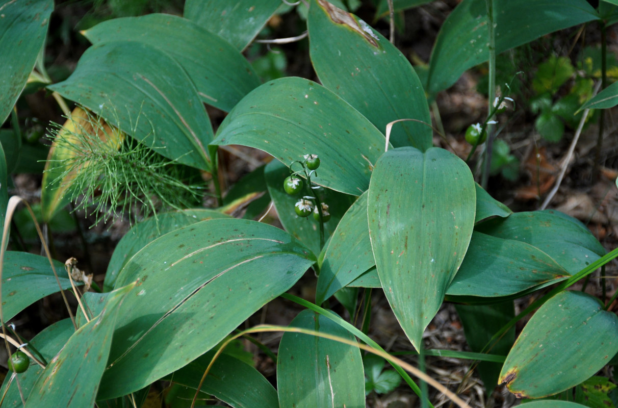 Image of Convallaria majalis specimen.