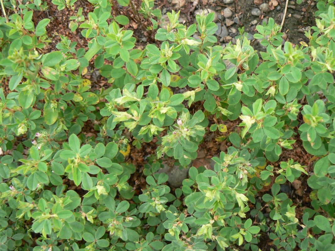 Image of Kummerowia stipulacea specimen.