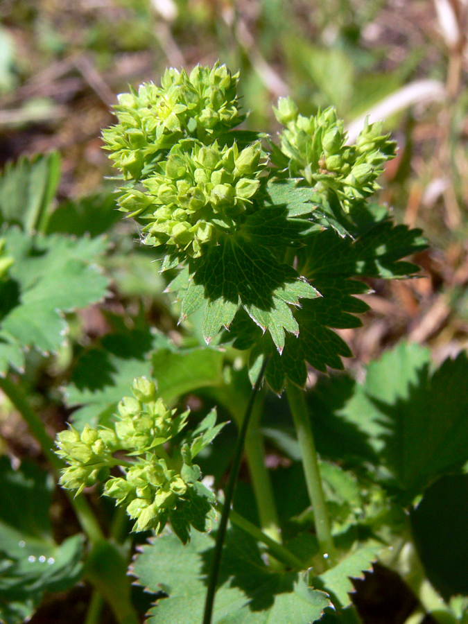 Image of genus Alchemilla specimen.