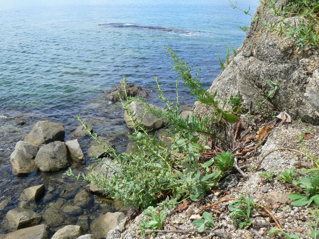 Image of Gypsophila pacifica specimen.