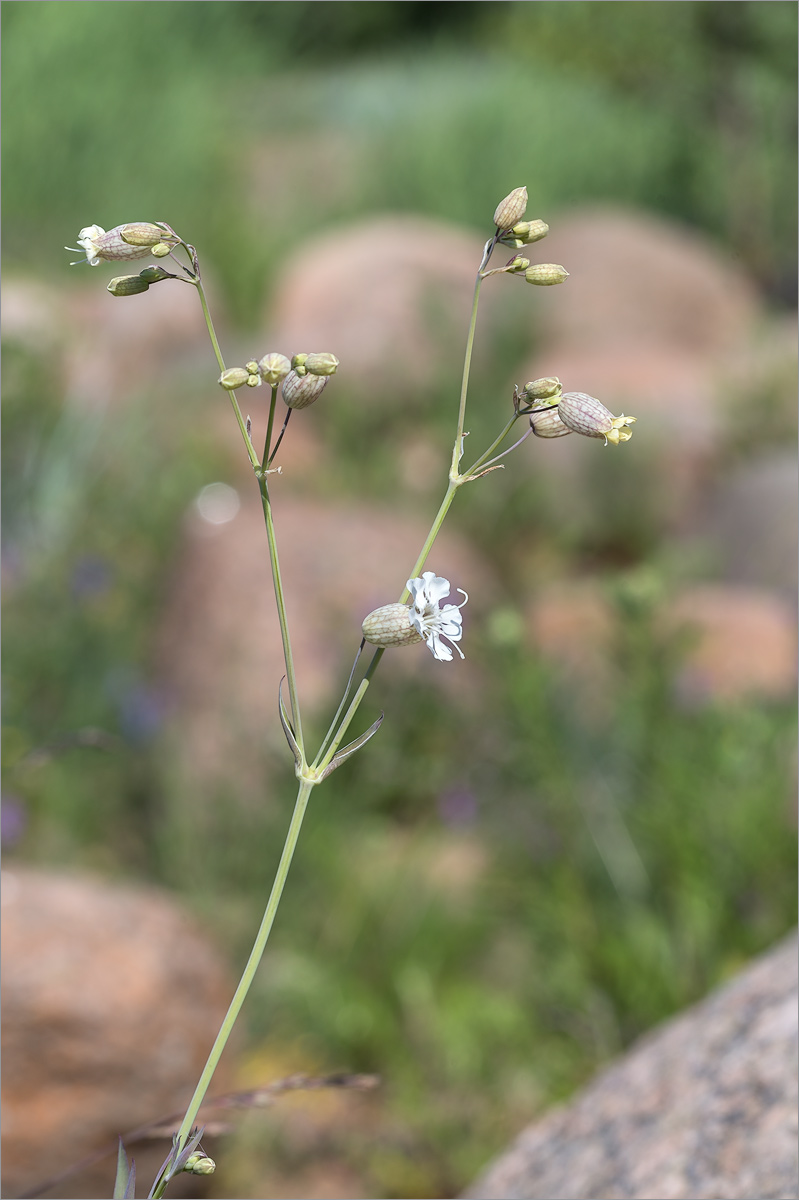 Image of Oberna littoralis specimen.