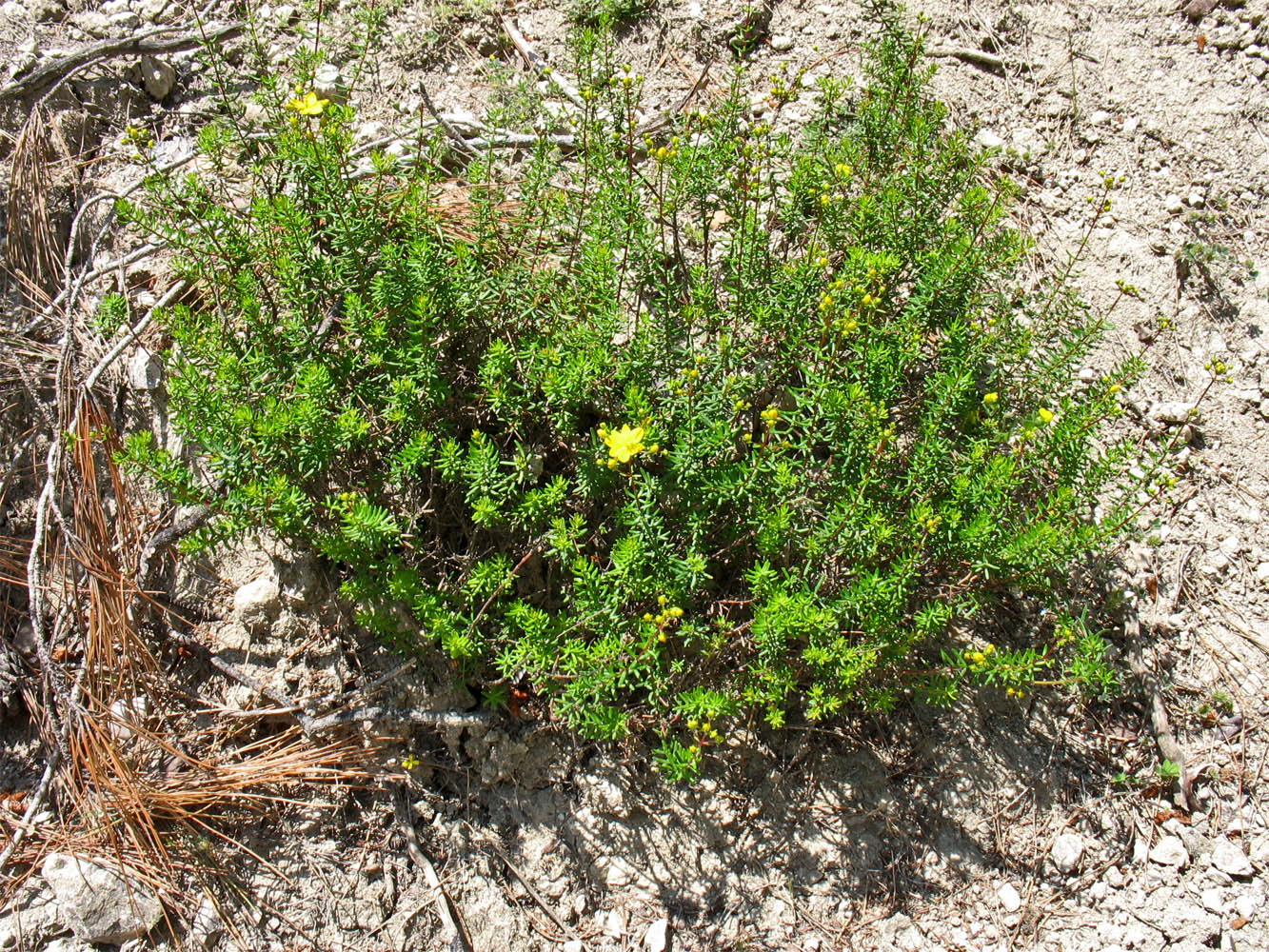 Image of Hypericum empetrifolium specimen.