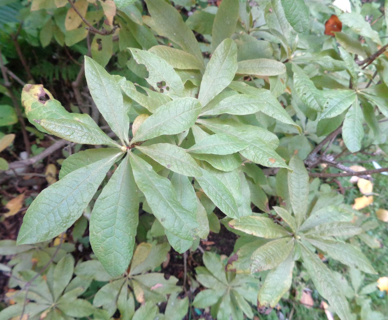 Image of Rhododendron luteum specimen.