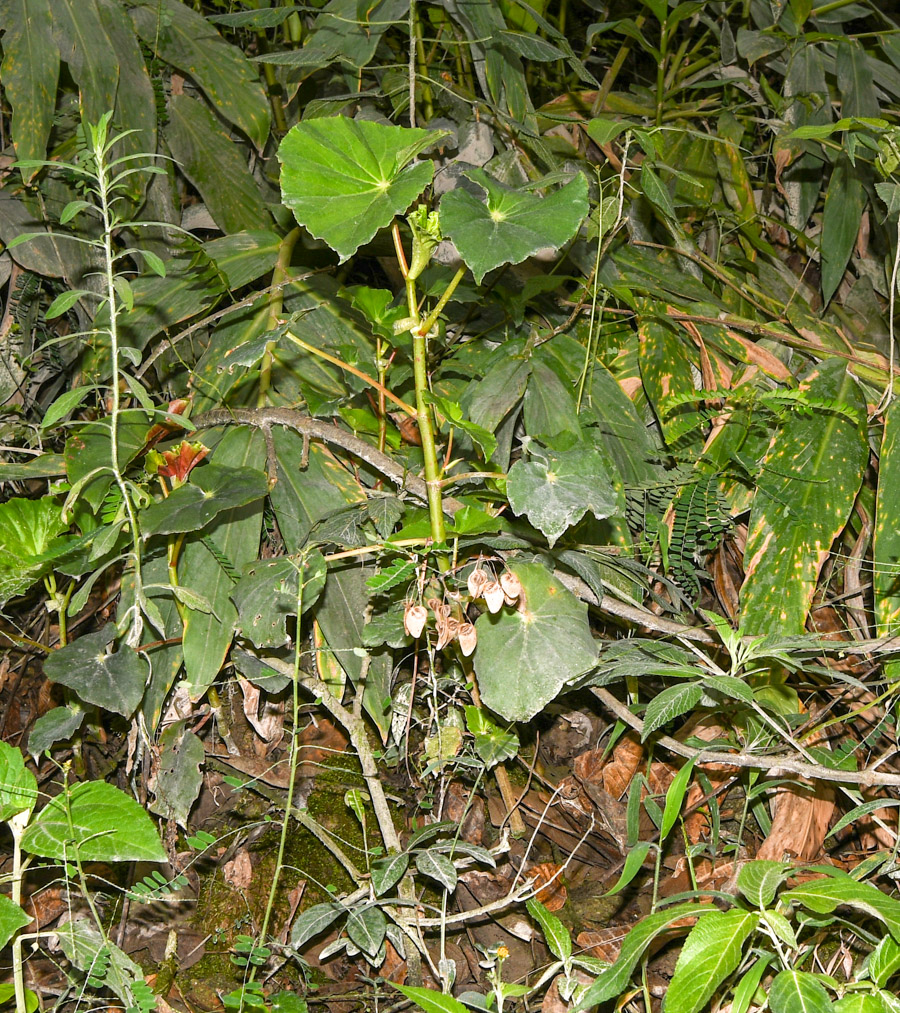 Image of genus Begonia specimen.
