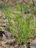 Carex arnellii. Группа цветущих растений. Ульяновская обл., Мелекесский р-н, окр. с. Сабакаево, пойма реки Бол. Черемшан, дубрава с примесью осины. 03.05.2021.