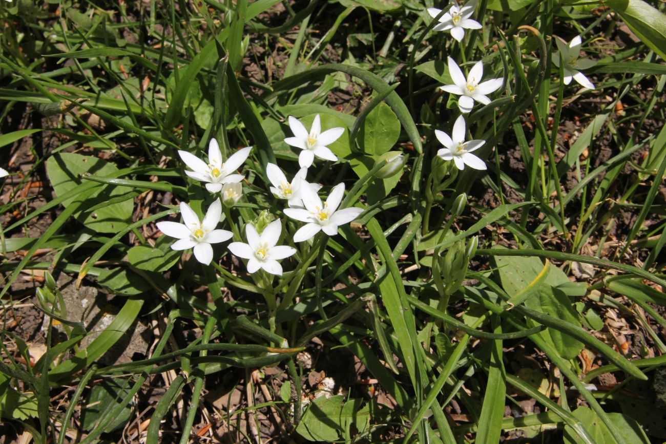 Изображение особи Ornithogalum woronowii.