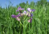 Hesperis pycnotricha