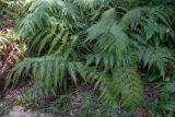 Woodwardia prolifera
