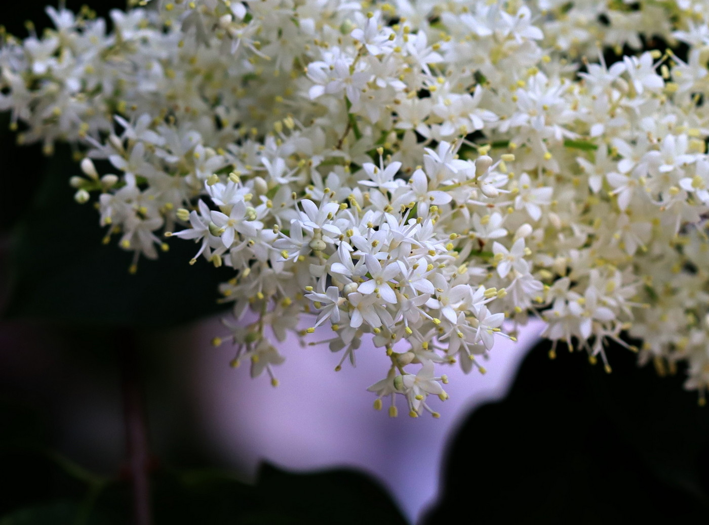 Image of Syringa amurensis specimen.