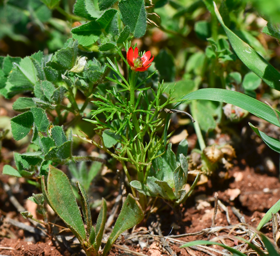 Image of Adonis microcarpa specimen.