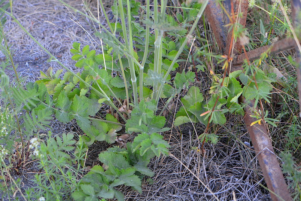 Изображение особи Pimpinella saxifraga.