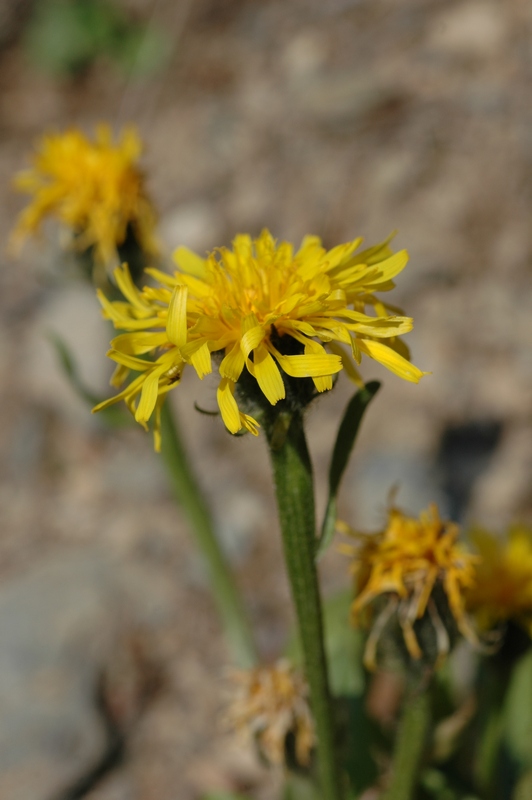 Изображение особи Crepis chrysantha.