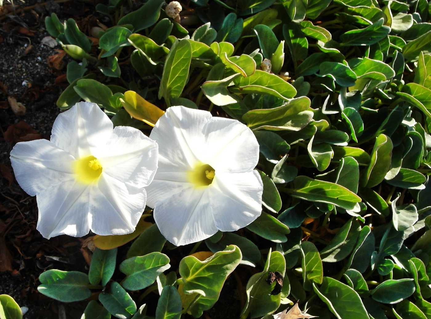 Изображение особи Ipomoea imperati.