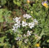 genus Allium. Соцветия. Республика Алтай, Усть-Коксинский р-н, левый берег р. Катунь, окр. руч. Барбыш, луг. 31.07.2020.