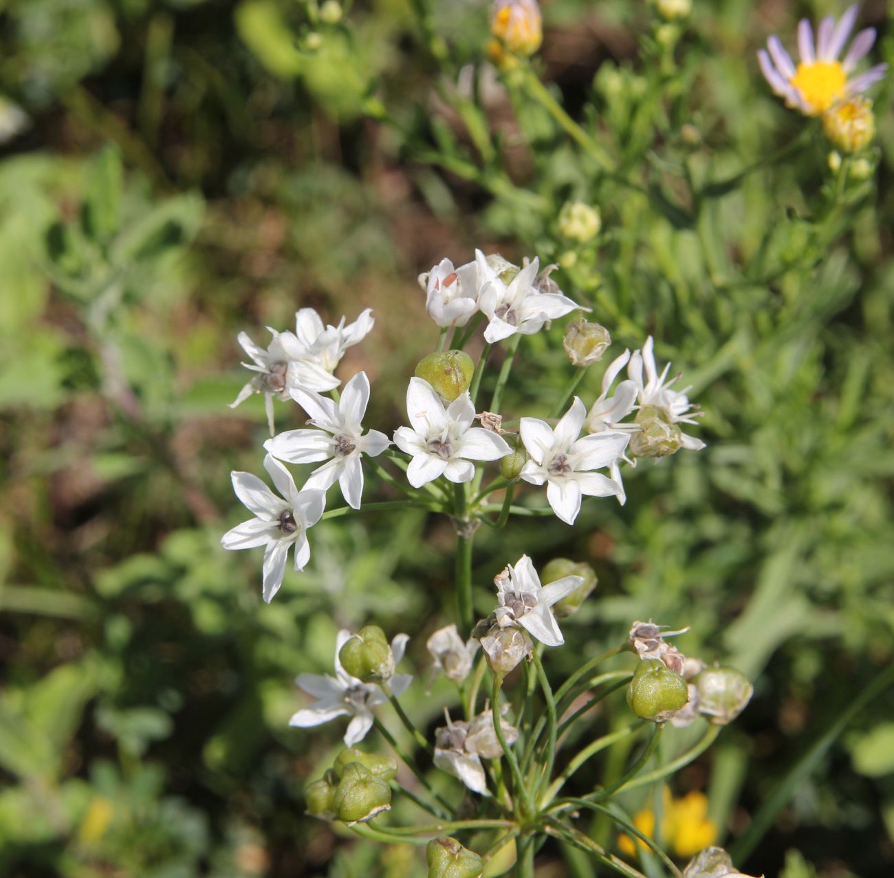 Image of genus Allium specimen.