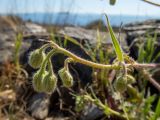 Crepis rhoeadifolia. Верхушка побега с бутонизирующими соцветиями. Греция, Эгейское море, о. Сирос, окр. пос. Фабрика (Φάμπρικα), возле грунтовой дороги. 22.04.2021.