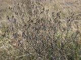 Centaurea jacea. Высохшее плодоносящее растение. Республика Удмуртия, Каракулинский р-н, Ныргындинское сельское поселение, дер. Зуевы Ключи, разнотравный луг. 08.10.2021.
