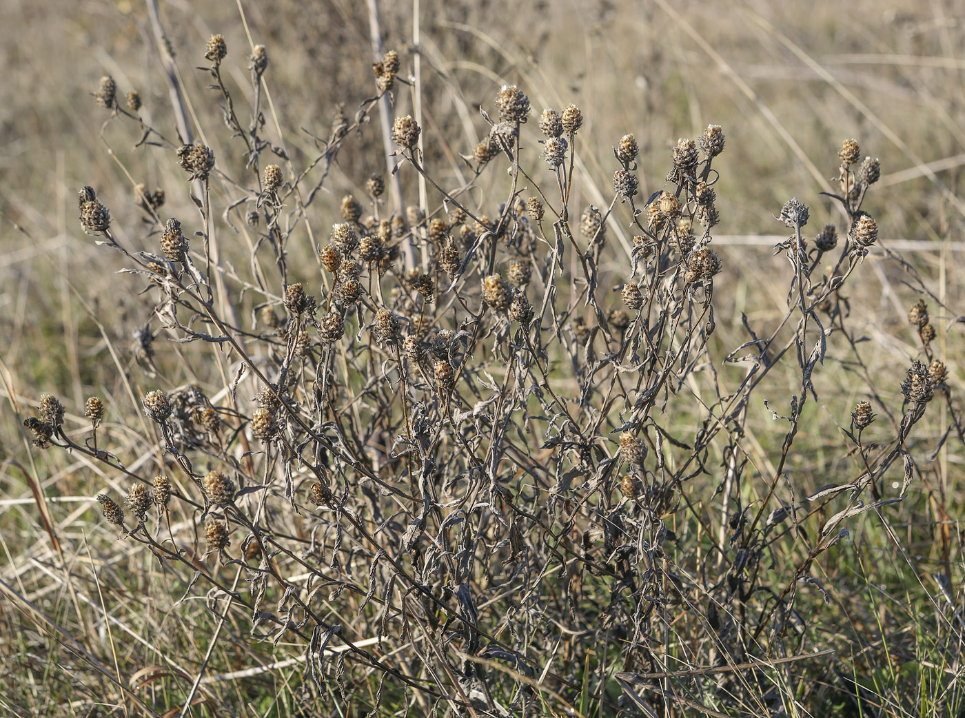 Image of Centaurea jacea specimen.