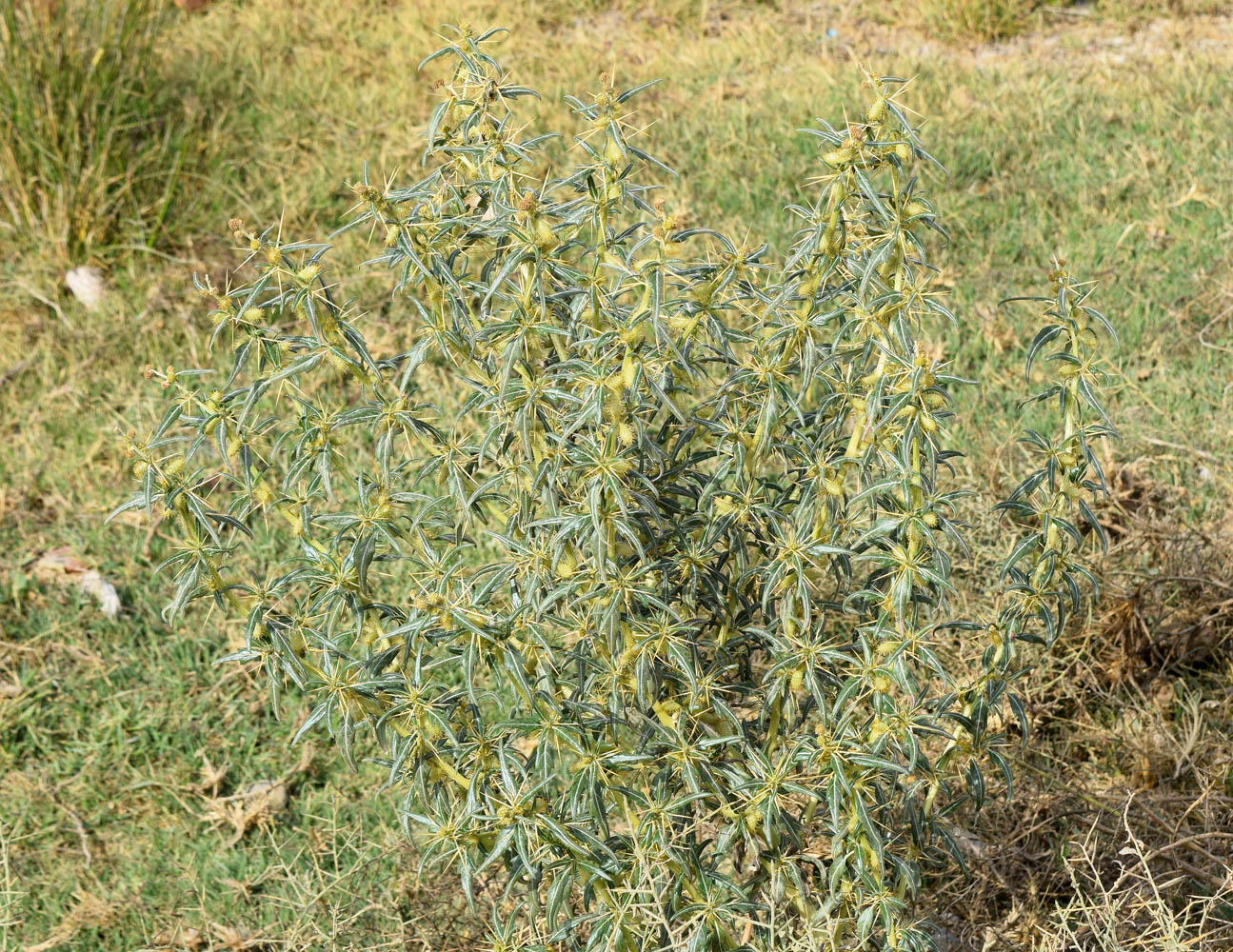 Image of Xanthium spinosum specimen.