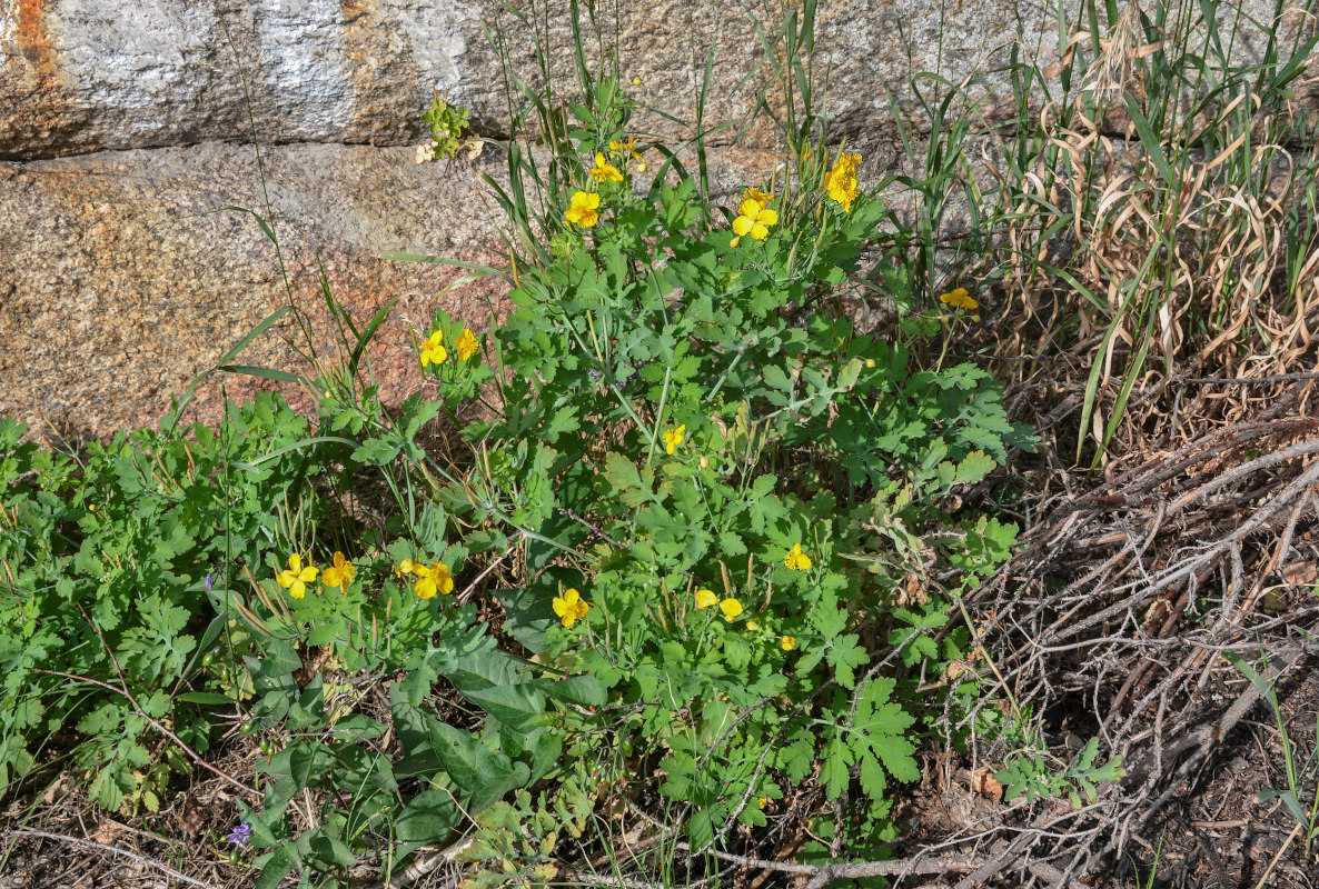 Изображение особи Chelidonium majus.