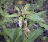 Gentiana cruciata. Верхушка плодоносящего растения. Пермский край, Кунгурский р-н, окр. с. Филипповка, гора Ледяная, крутой слабо задернованный склон. 12.09.2021.