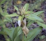 Gentiana cruciata