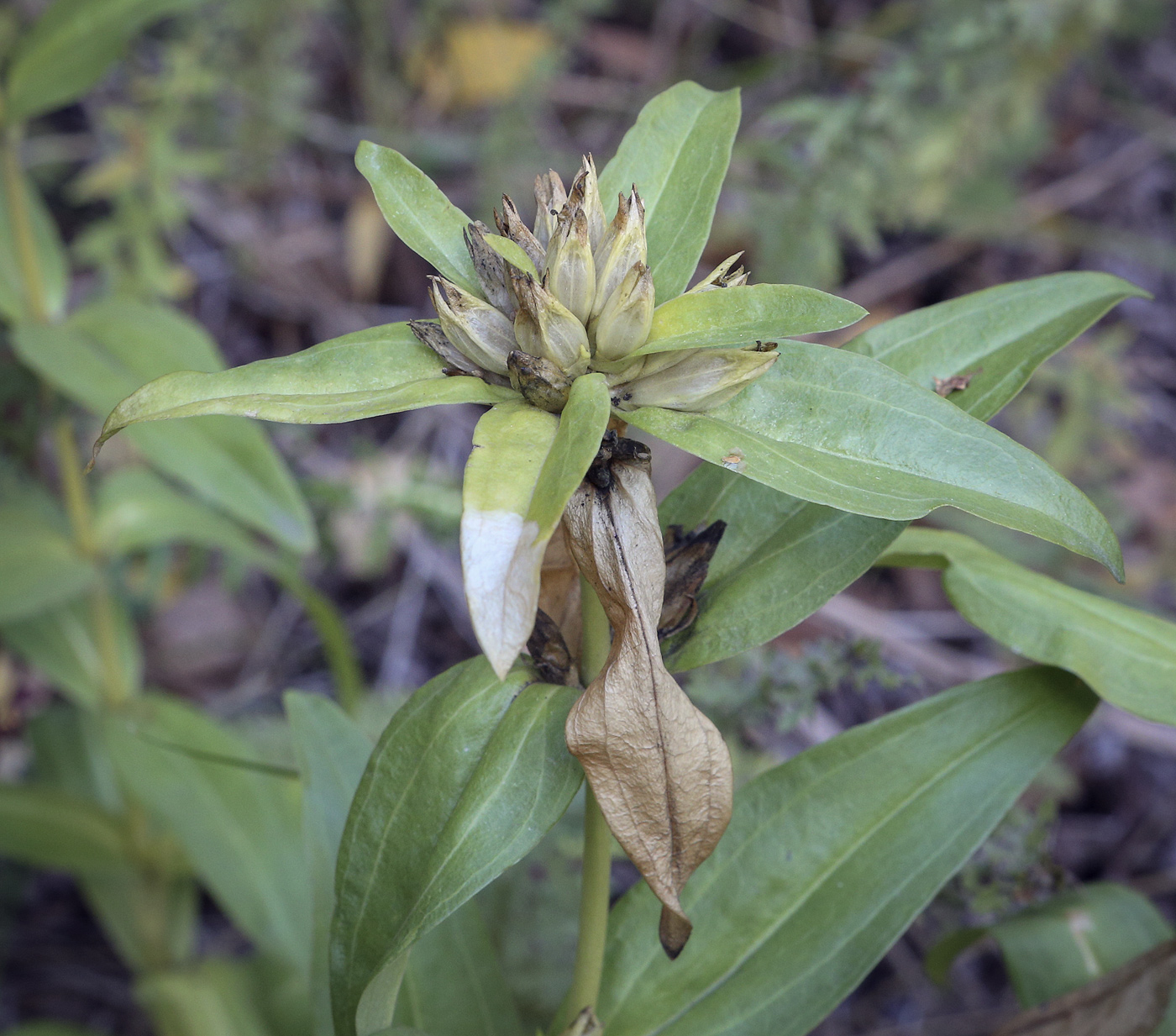 Image of Gentiana cruciata specimen.