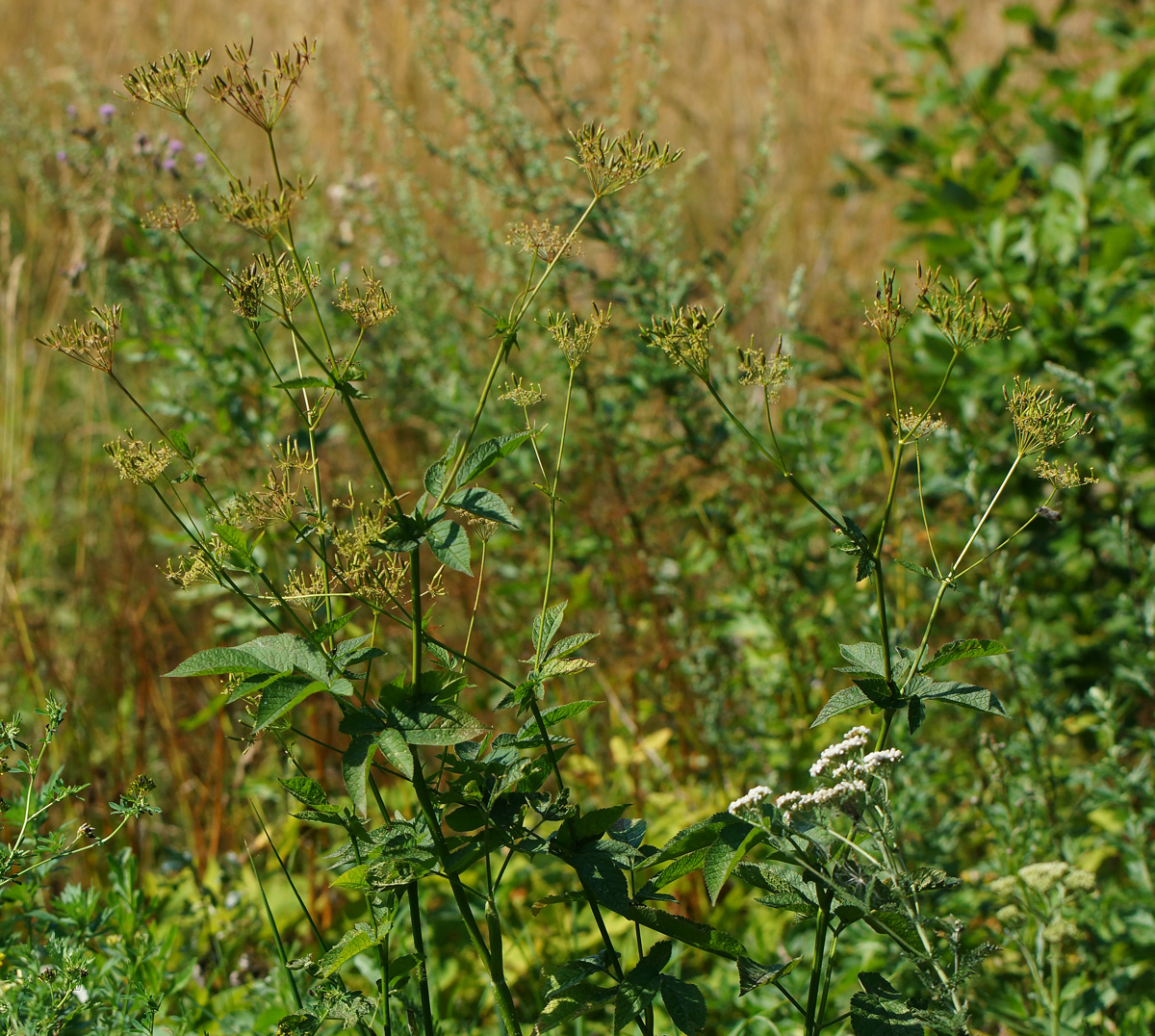 Изображение особи Chaerophyllum aromaticum.