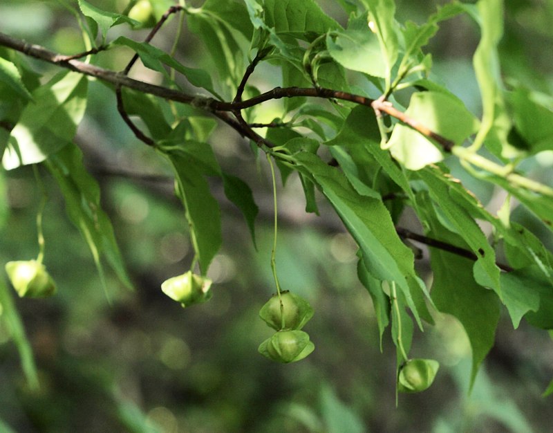 Изображение особи Euonymus maximowiczianus.