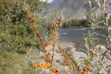 Hippophae rhamnoides