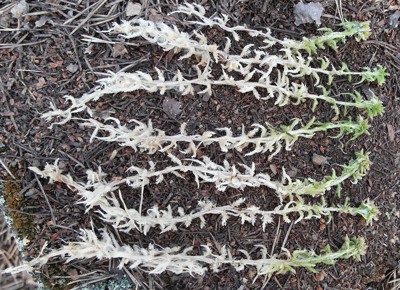 Image of genus Sphagnum specimen.