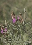 Astragalus astrachanicus