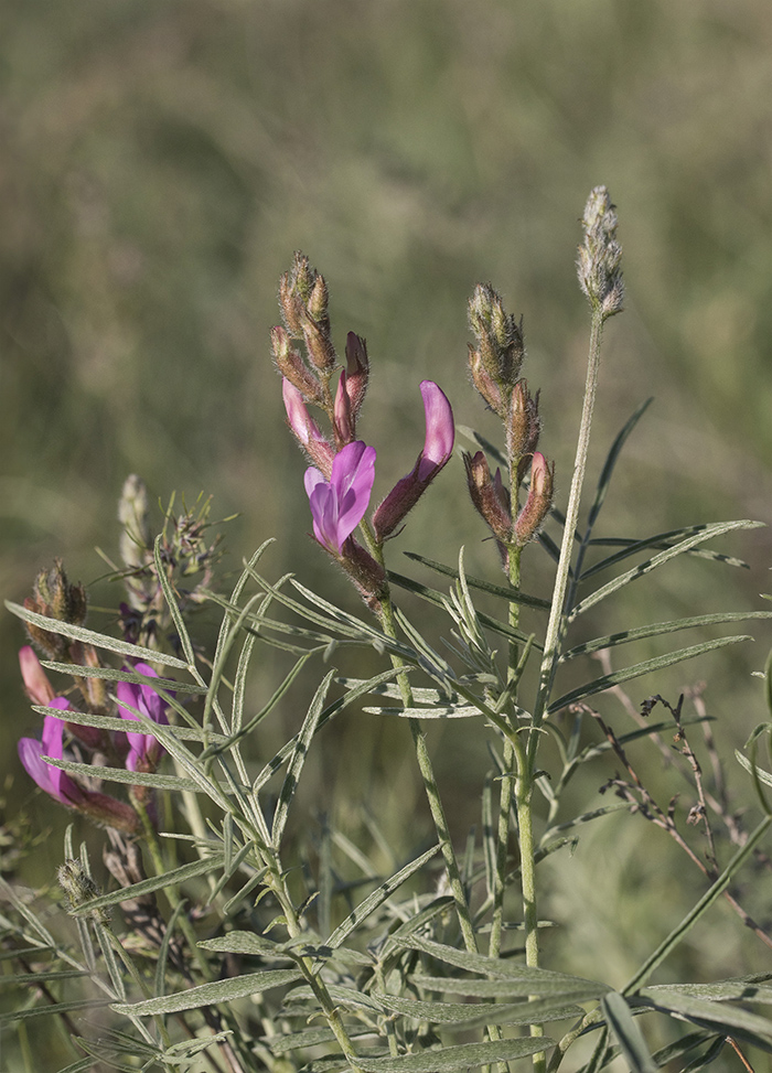 Изображение особи Astragalus astrachanicus.