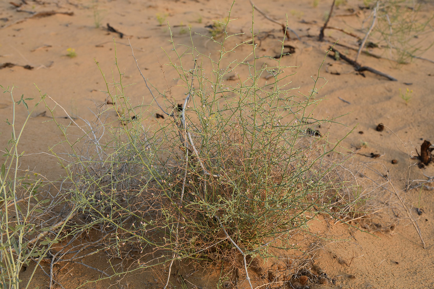 Image of Mausolea eriocarpa specimen.