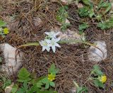 Ornithogalum neurostegium subspecies eigii. Цветущее растение. Израиль, Иудейские горы, горная гряда Хеврон, окр. г. Кирьят Арба, скала Бней Наим. 04.04.2022.