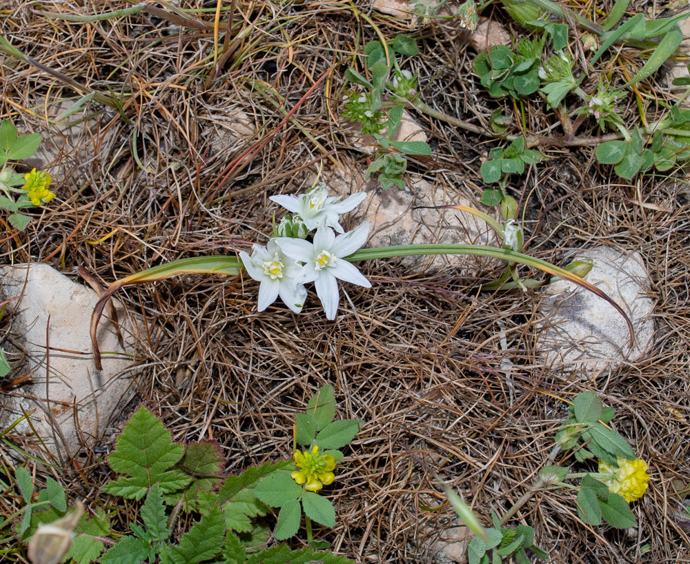 Изображение особи Ornithogalum neurostegium ssp. eigii.