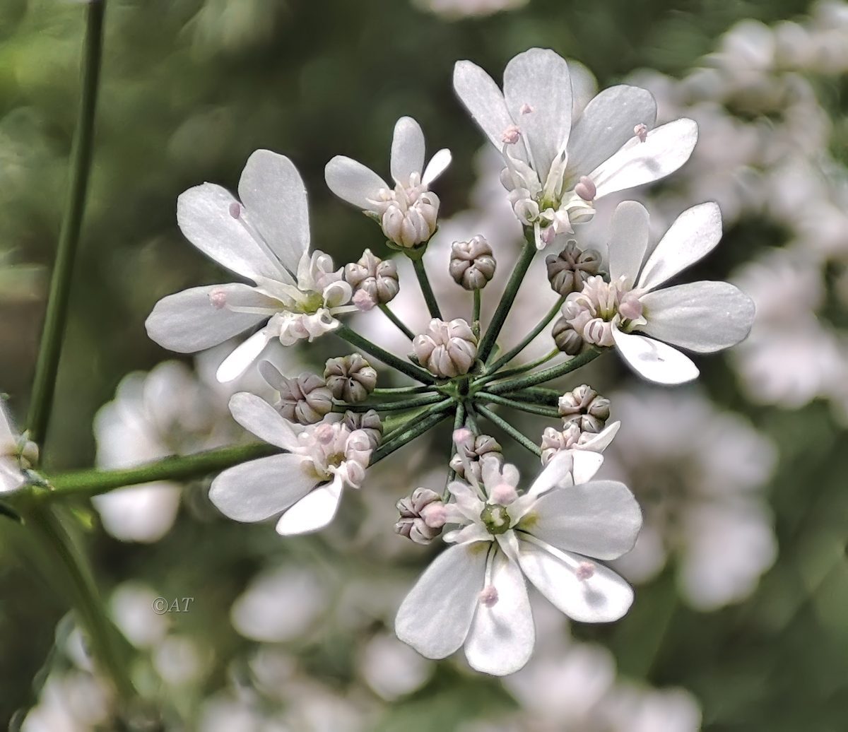 Изображение особи Coriandrum sativum.