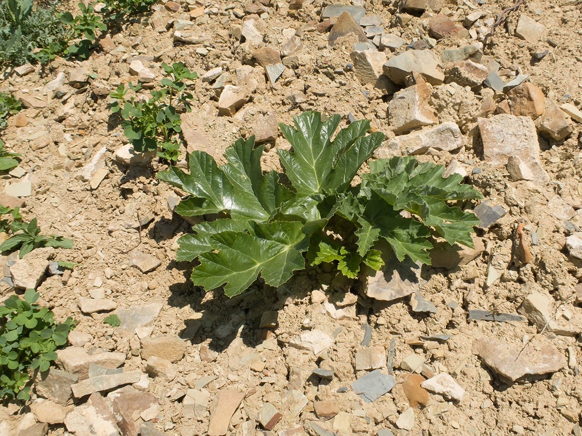 Изображение особи Heracleum stevenii.