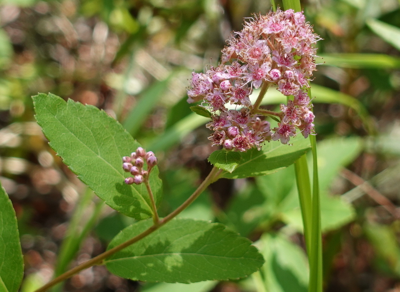 Image of Spiraea humilis specimen.