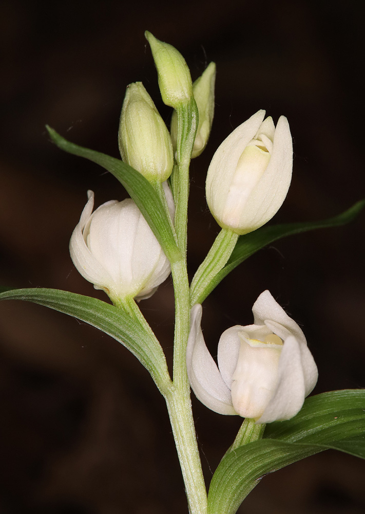 Image of Cephalanthera damasonium specimen.