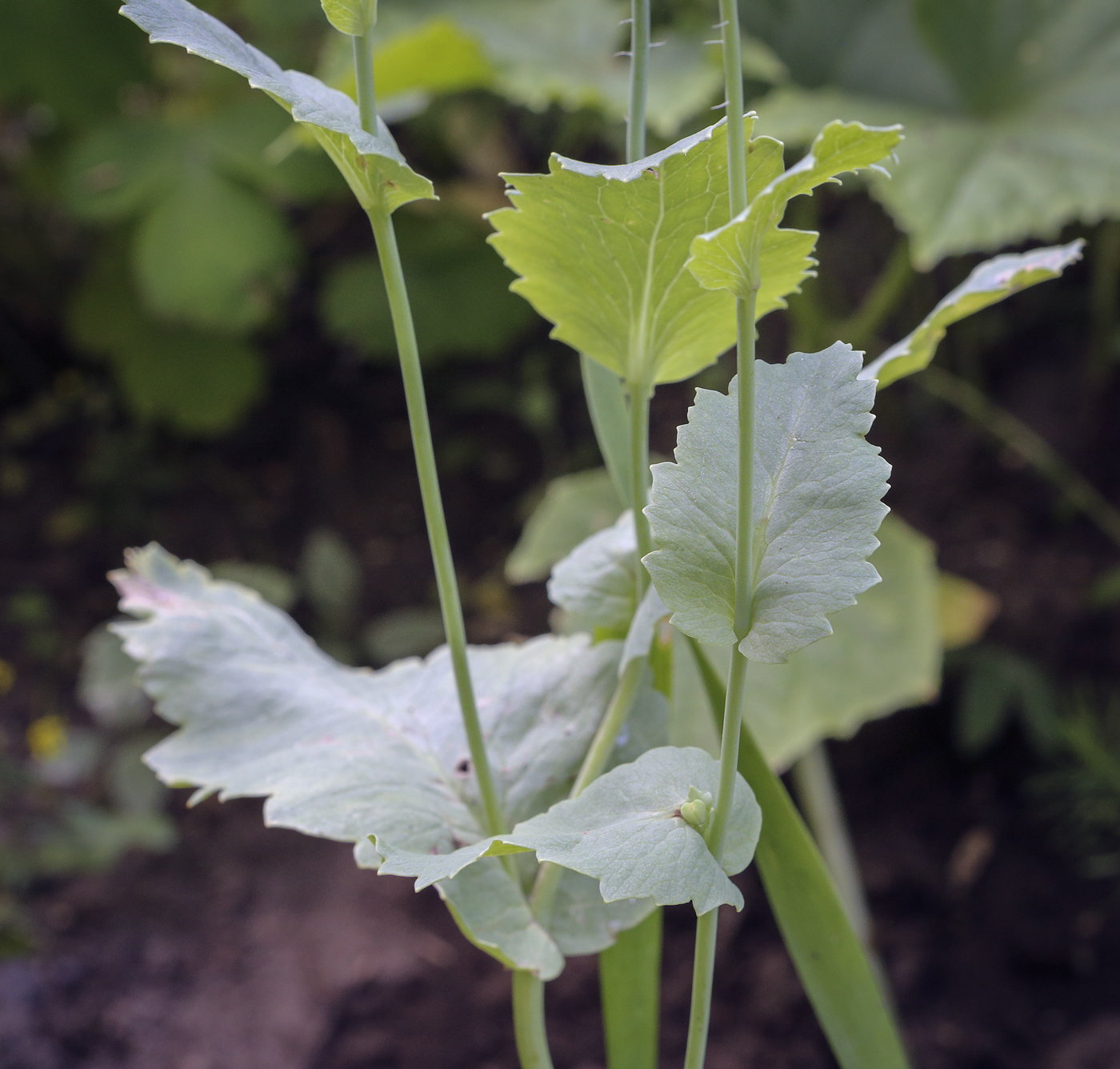 Image of Papaver somniferum specimen.