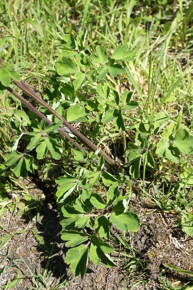 Изображение особи Aquilegia vulgaris.