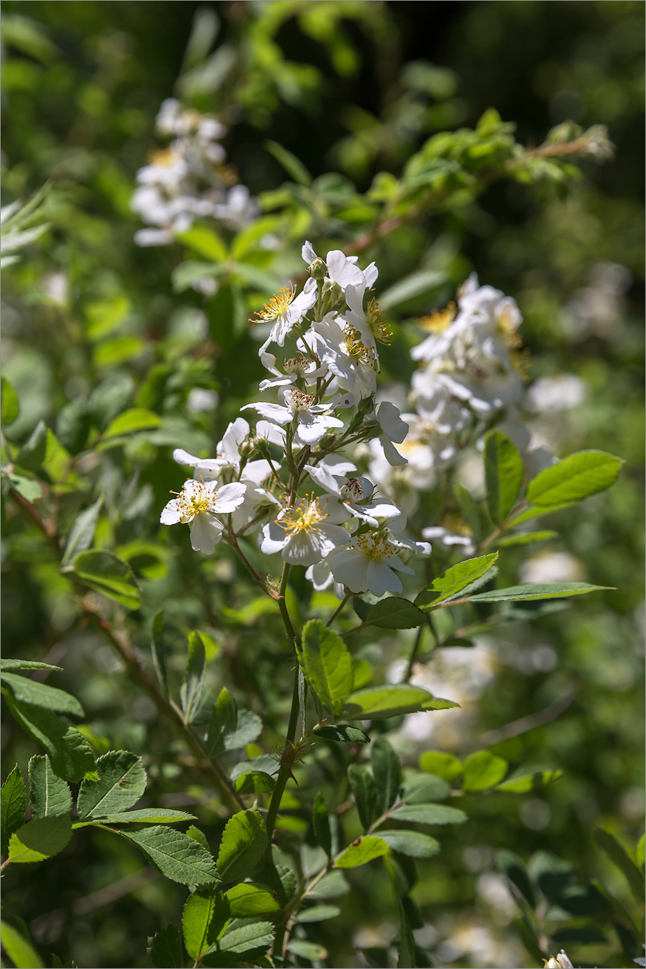 Изображение особи Rosa multiflora.