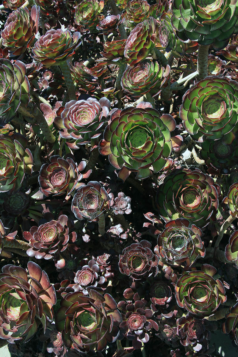 Image of genus Aeonium specimen.