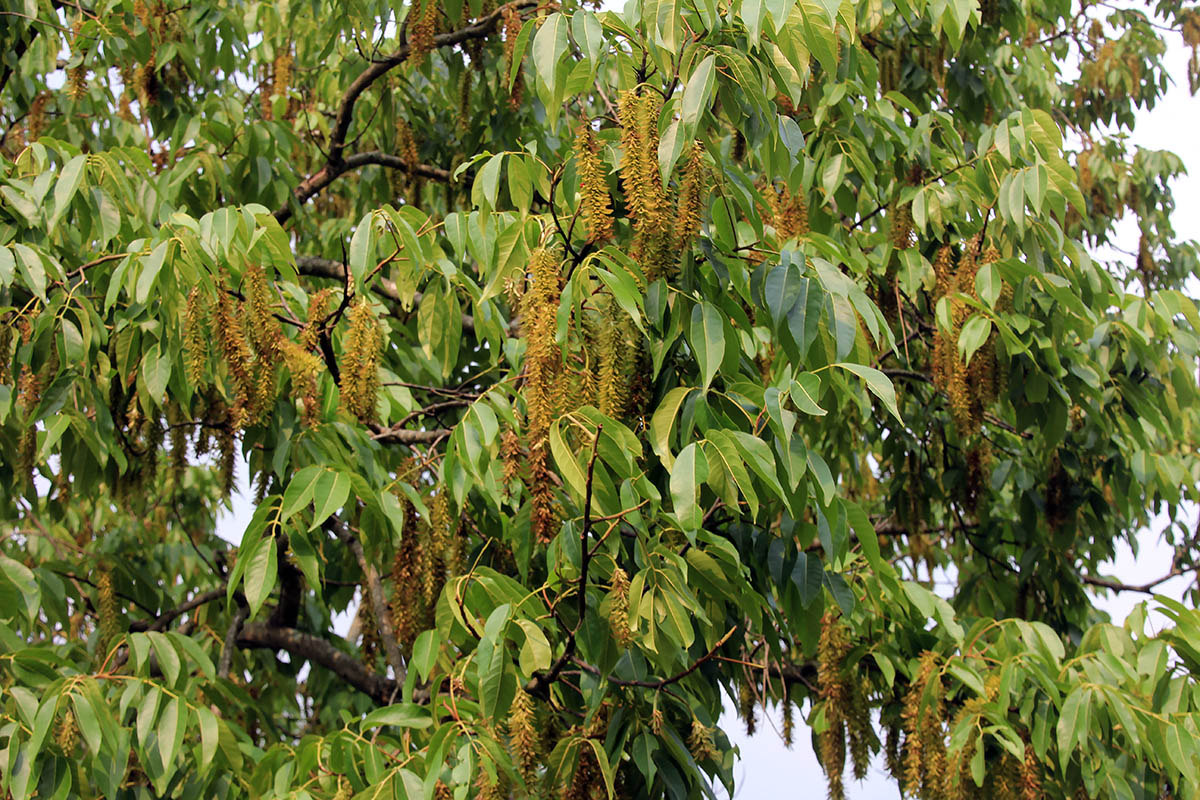 Изображение особи род Pterocarya.