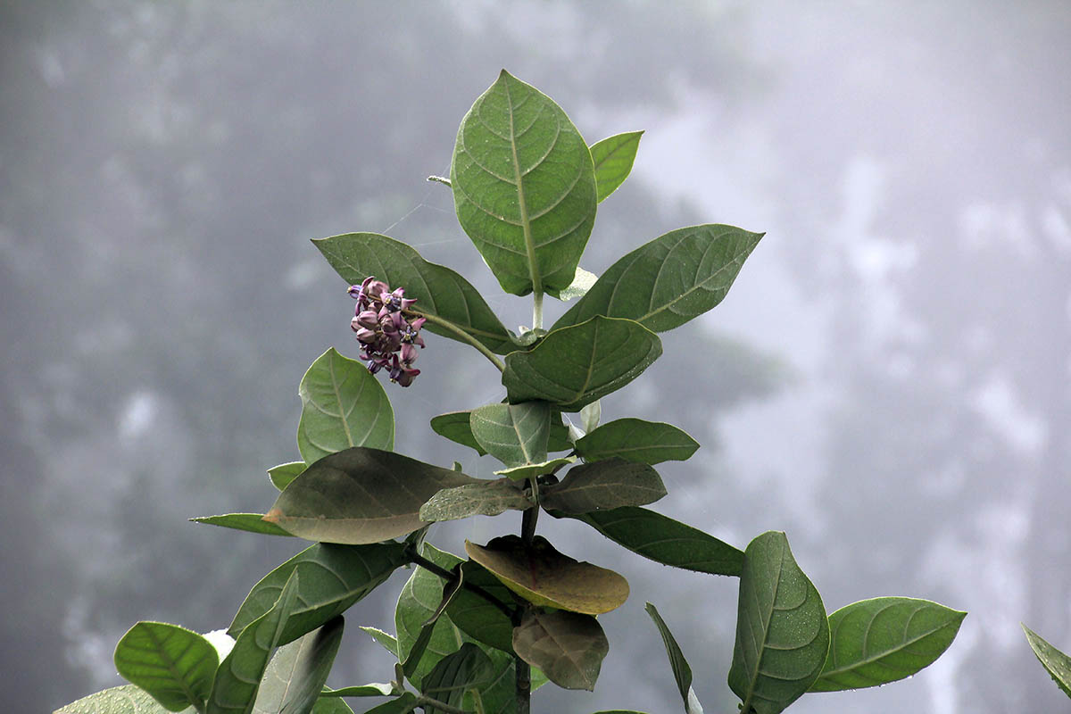 Изображение особи семейство Asclepiadaceae.